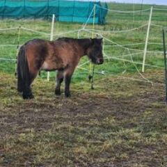 To feel sorry for people with horses?