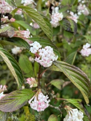Flowering and highly perfumed tree in November?