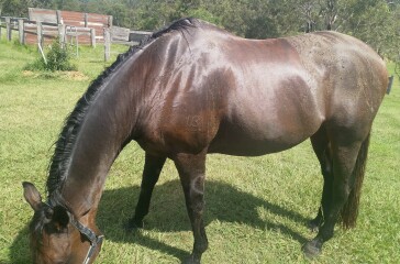 To feel sorry for people with horses?