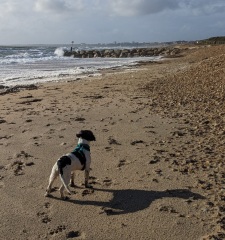 Dogs who love the beach