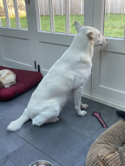 Anyone up for a 'My Dog POV' thread?