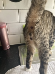 Please help me establish sex of my cat