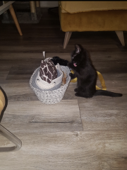 Kitten pics on a dreary Saturday 