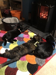 i am such a cat slave.