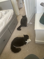 Can I tell you about my cat? 