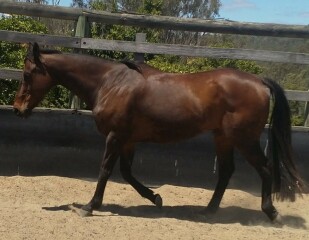 To feel sorry for people with horses?