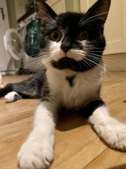 DCat home after 10 weeks!