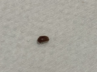 Are these bedbugs??