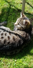My Cat has been missing 2 days - Any more ideas on what I can do?