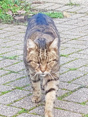Thug cat part 4.  After all, it's not my Axminster.