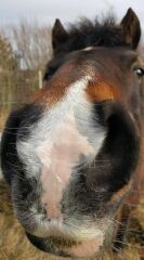 To feel sorry for people with horses?