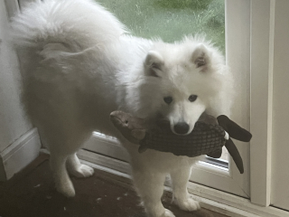Anyone else have colour Coordinated dogs?