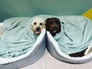 Non-humpable and destroyproof bed