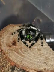 Did anyone get that big £30 spider skeleton from Asda? 
