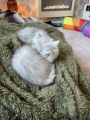 Cats and Christmas trees.