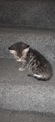 Newbie cat owners