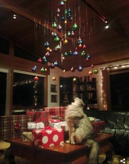 Christmas decs with kittens!
