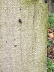 Woodworm help - outside (with pics)