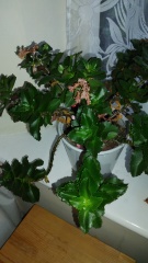 Can anyone tell me what this is and how to take better care for it?