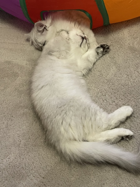 chinchilla persian cat - advice