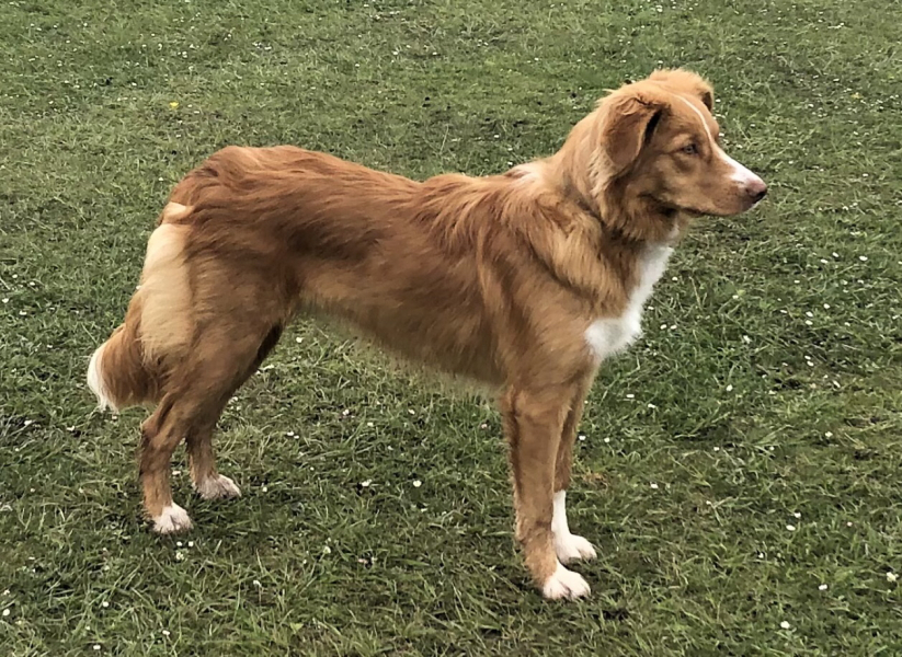 best small or medium breed off-lead