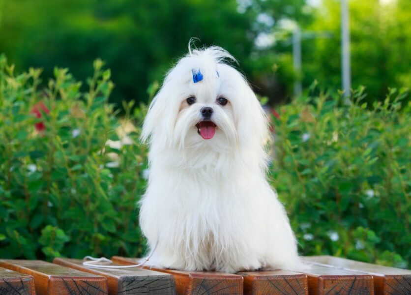To wonder why the UK became so dog friendly?