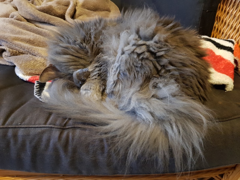 Hundreds of cats, thousands of cats, millions and billions and trillions of cats