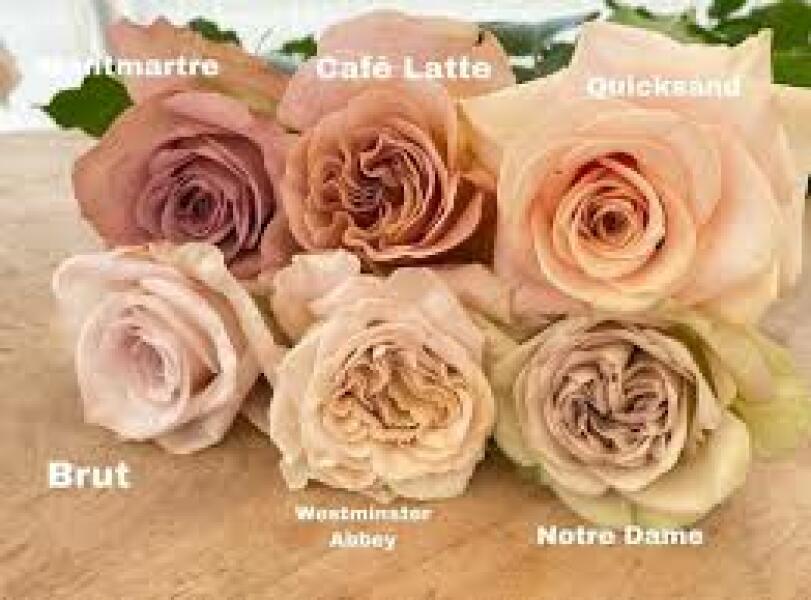 Rose ID