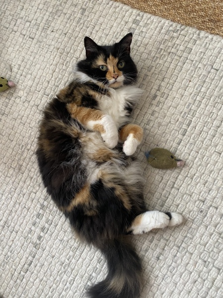 Show off your rescues!