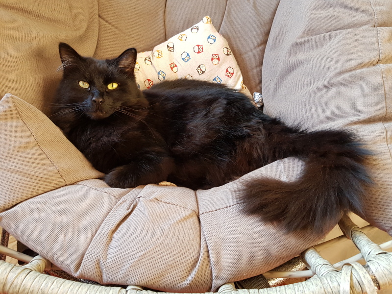 Hundreds of cats, thousands of cats, millions and billions and trillions of cats