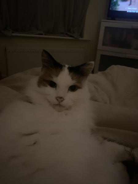I think my cat has been around the dogs too long 