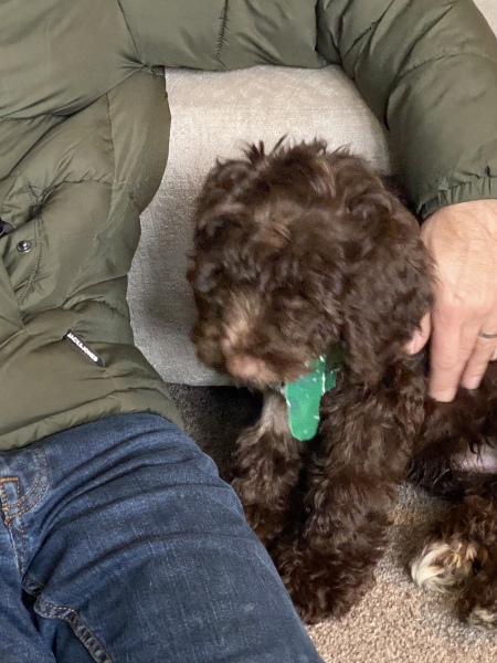 Puppy Survival Thread - as we approach Fireworks night for the first time…