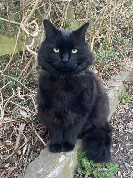 To take my cat for a coffee!