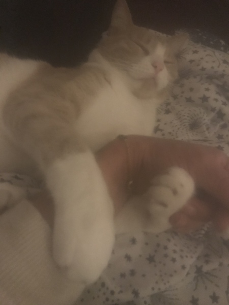 Hundreds of cats, thousands of cats, millions and billions and trillions of cats