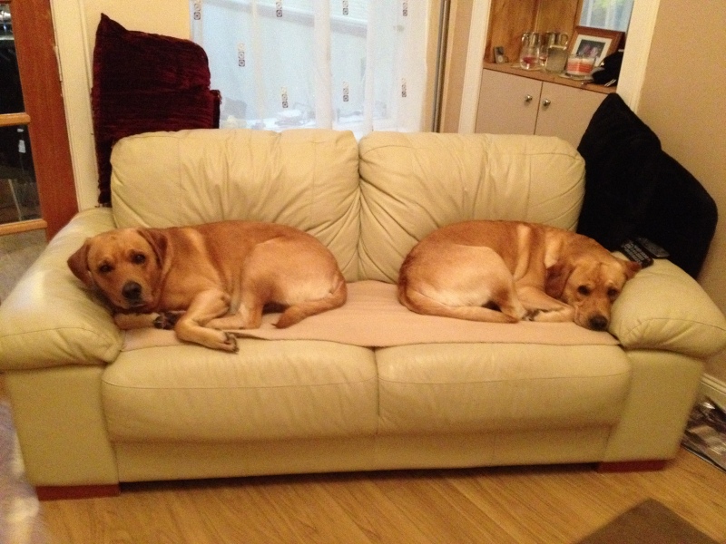 Labrador