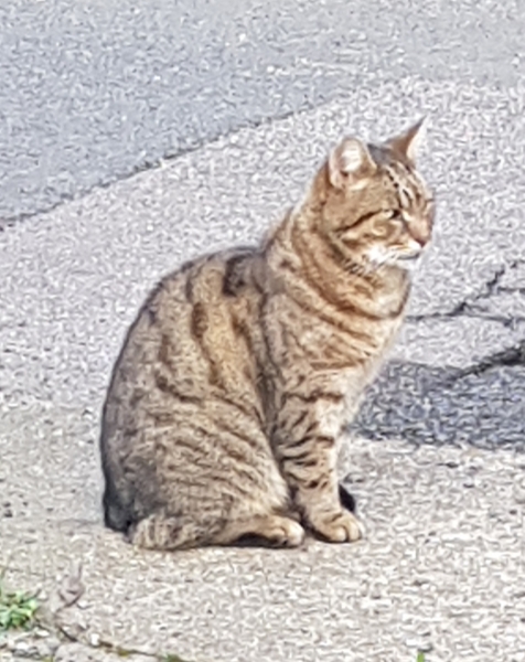 Hundreds of cats, thousands of cats, millions and billions and trillions of cats
