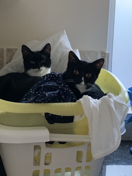 Show off your rescues!