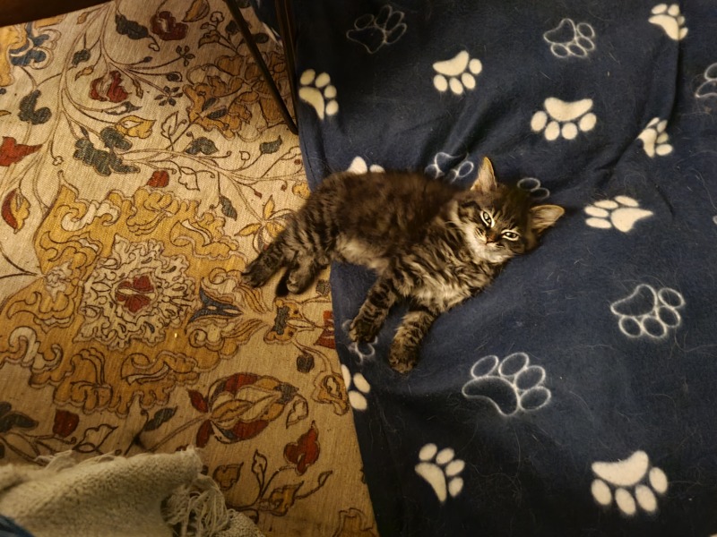 Please help - kitten won't stop chasing the dogs