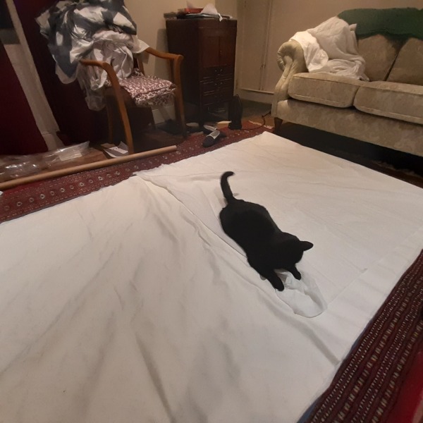 Cats sitting where you don’t want them to!