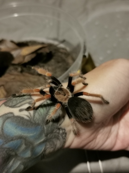 I have pet Spiders. AMA. 