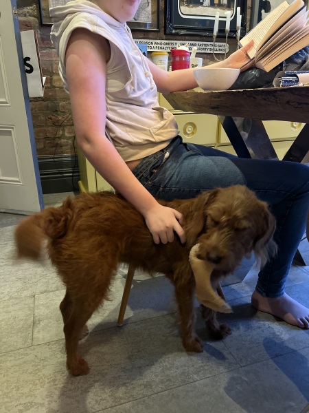 LABRADOODLEs