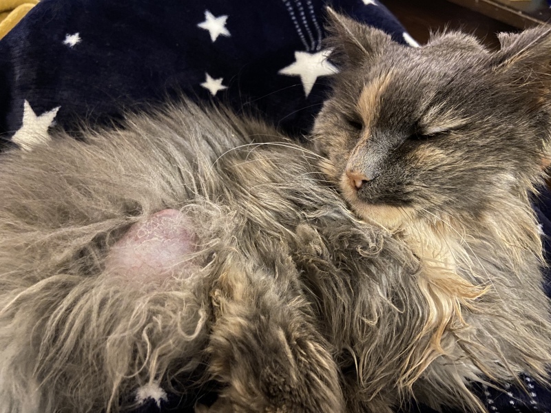 Growing lipoma.. pictures included!