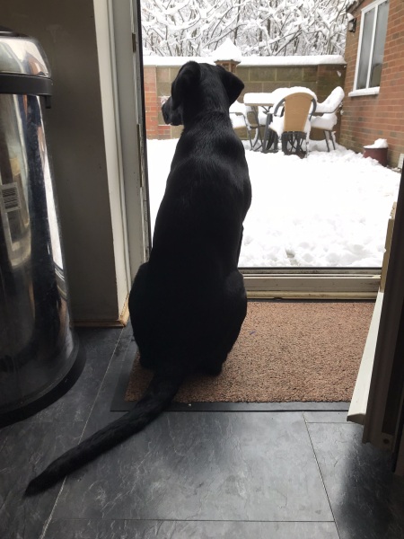 Puppy Survival Thread - as we approach Fireworks night for the first time…