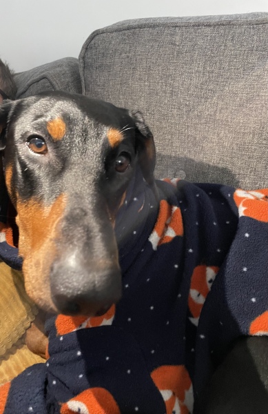 Lumps all over dog’s nose