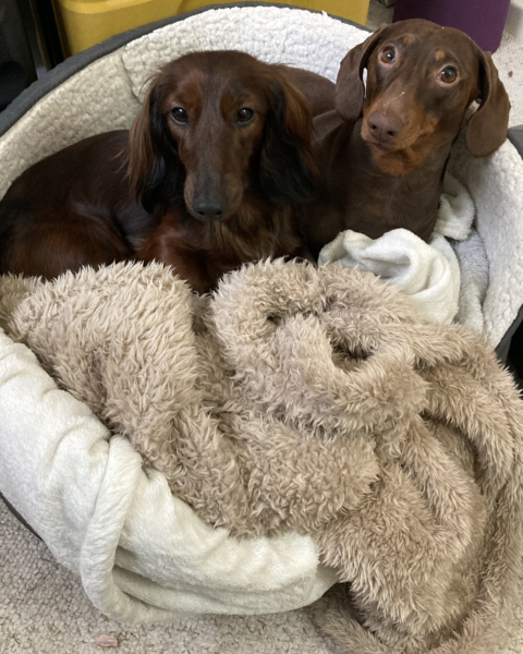 Dachshund showing aggression