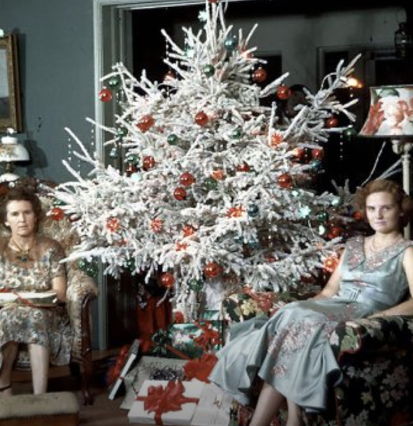Love the idea of a real tree, hate the idea of killing/wasting trees 