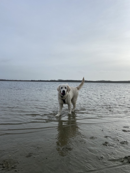 Puppy Survival Thread - as we approach Fireworks night for the first time…