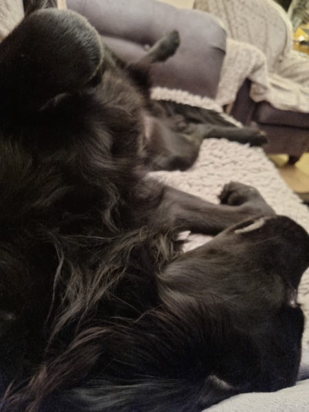 To ask you to tel me all the shit things about having a dog?