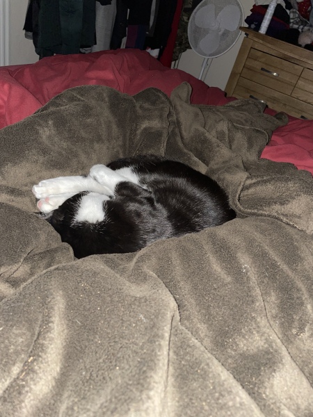 My DCat owns me doesn't she?