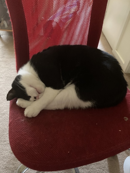 Cat Three is not smart